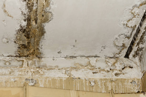Best Basement Mold Removal  in Little Elm, TX