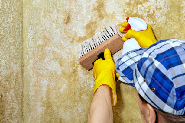 Best Commercial Mold Inspection  in Little Elm, TX